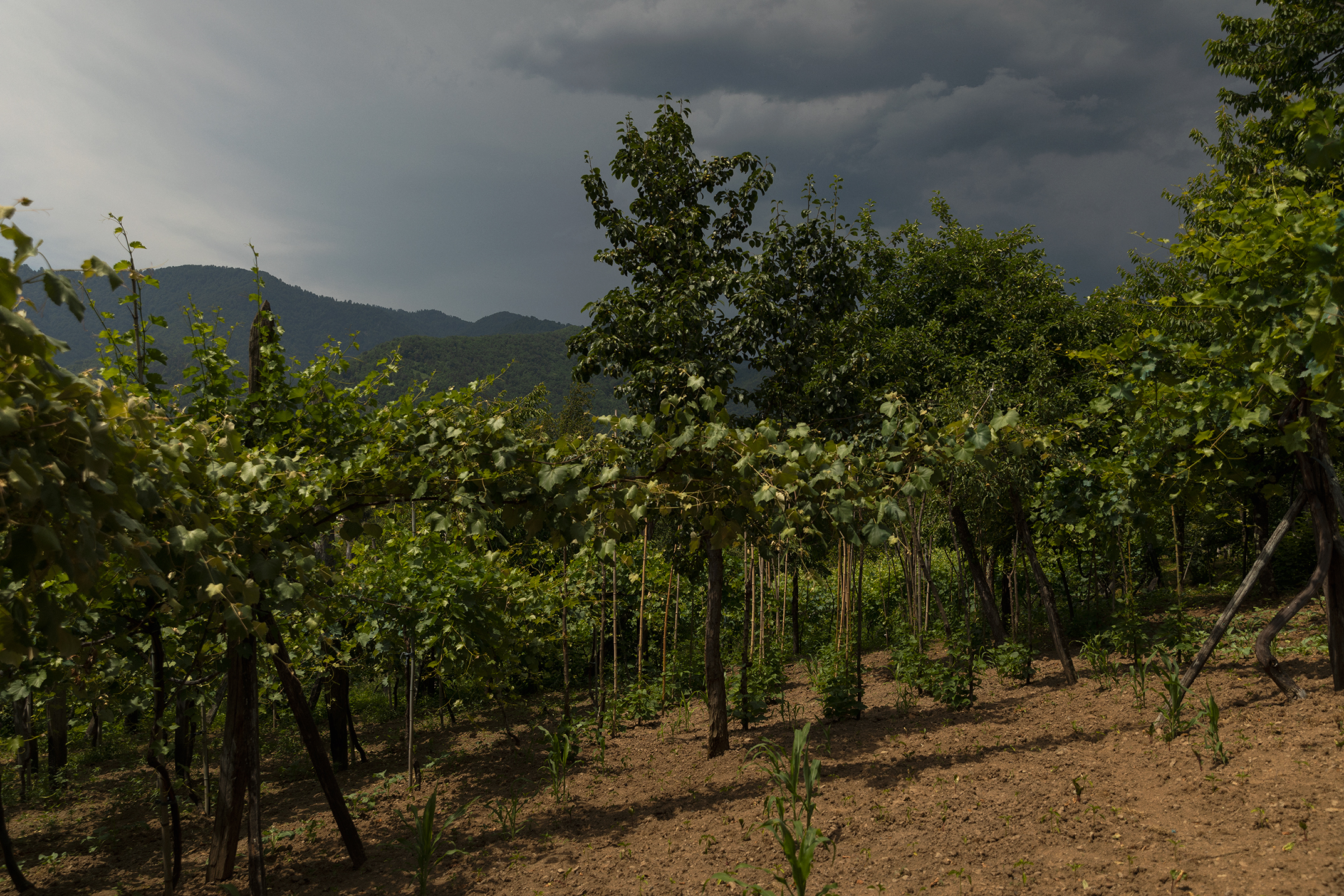 Shavishvili Grapevines